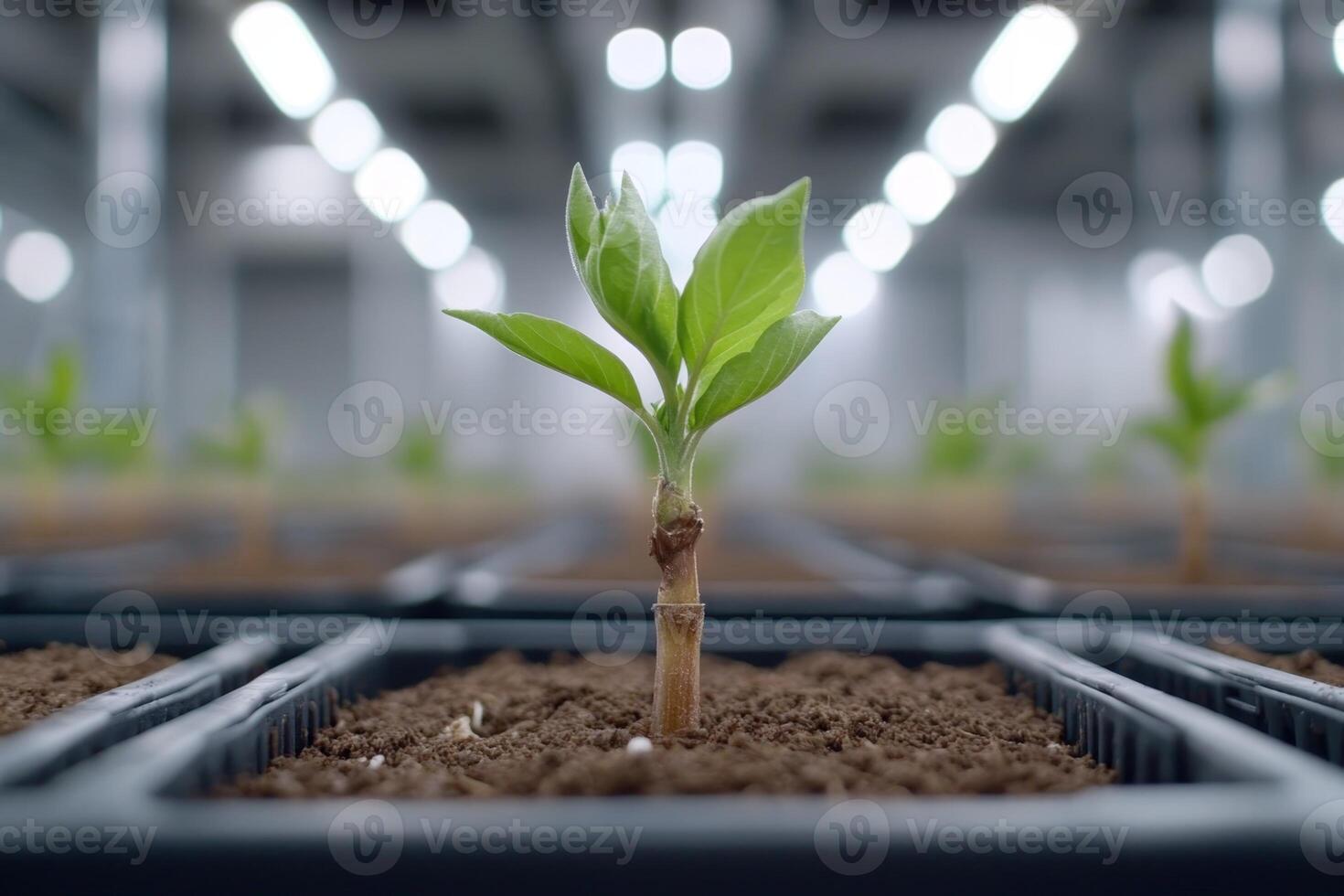 New plant growth in a greenhouse setting with focused lighting during a nurturing session photo
