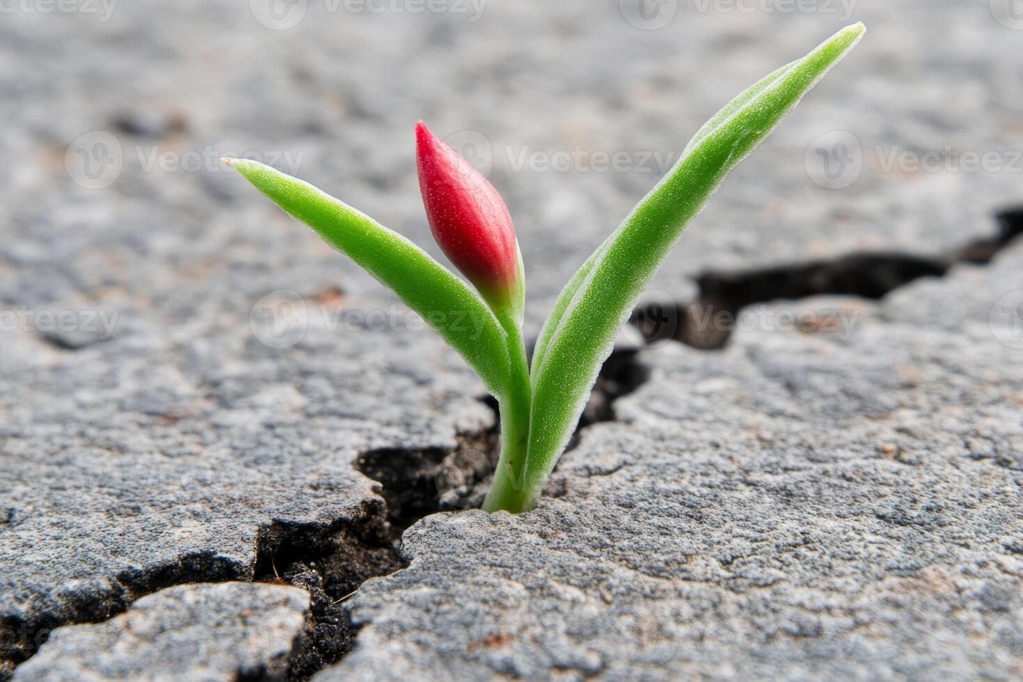 Unique red bud emerging from cracked pavement in urban environment during spring season photo