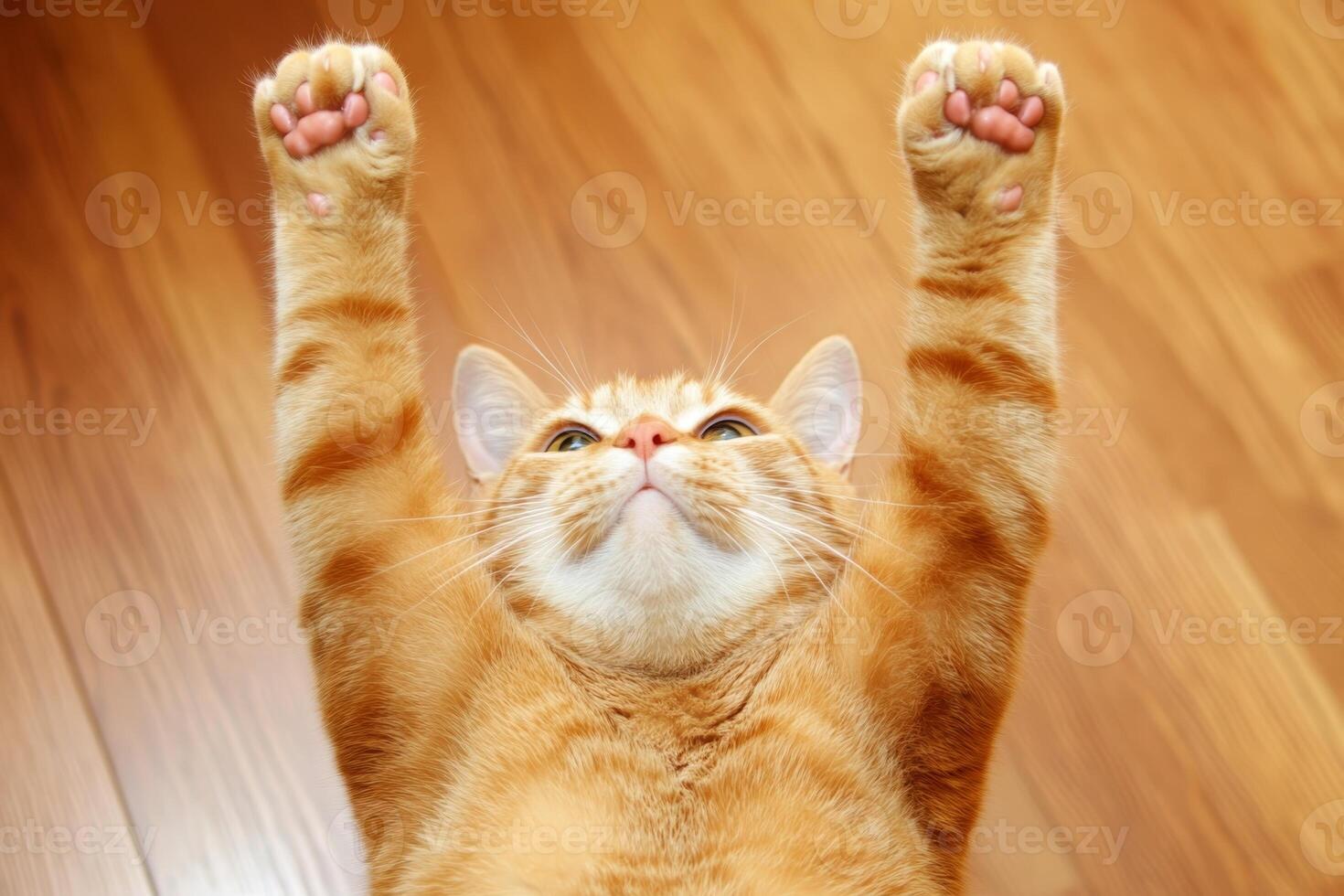 Orange cat stretches with paws raised in playful pose on wooden floor in cozy indoor setting photo
