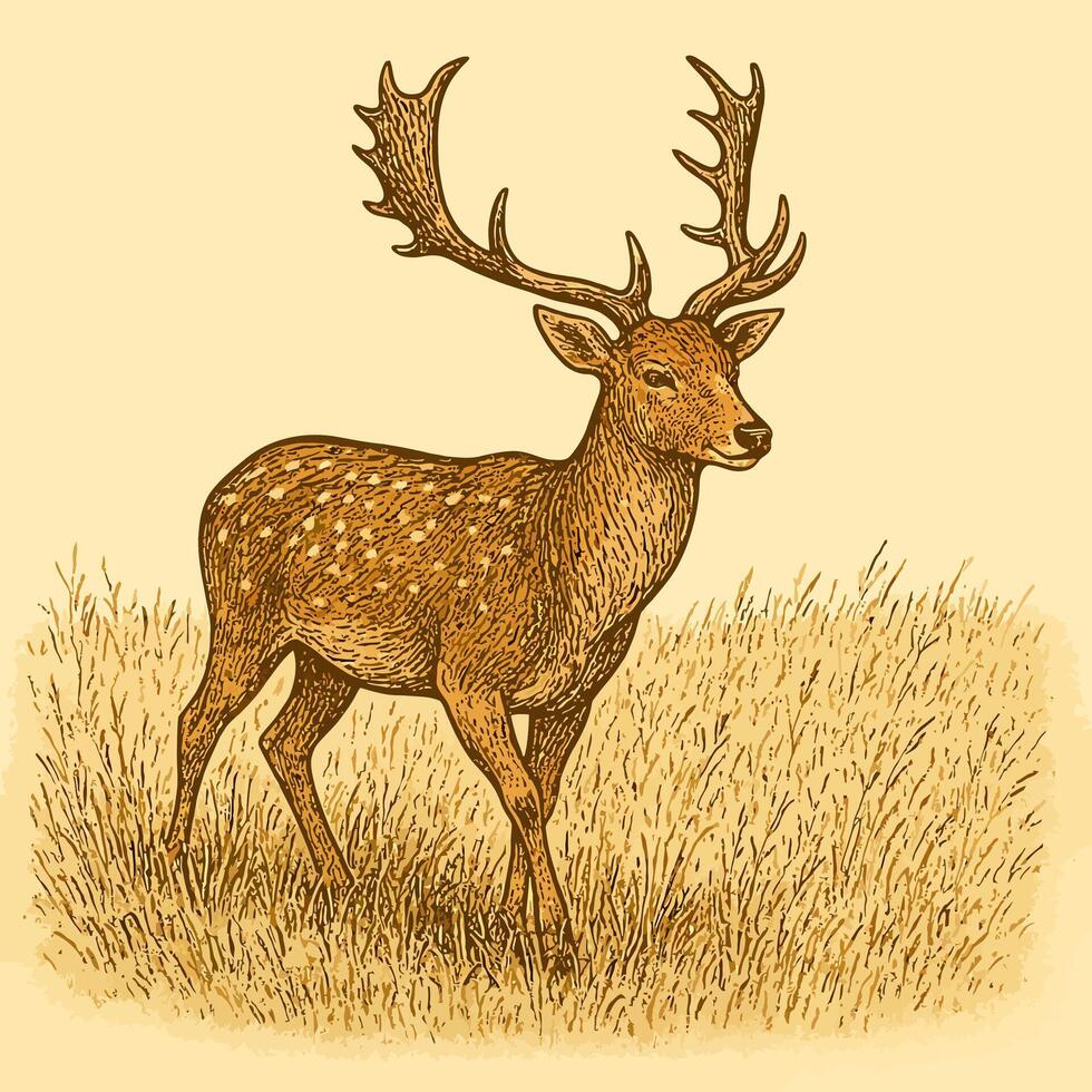 Standing Fallow Deer with Antlers in a Grassy Field Illustration vector