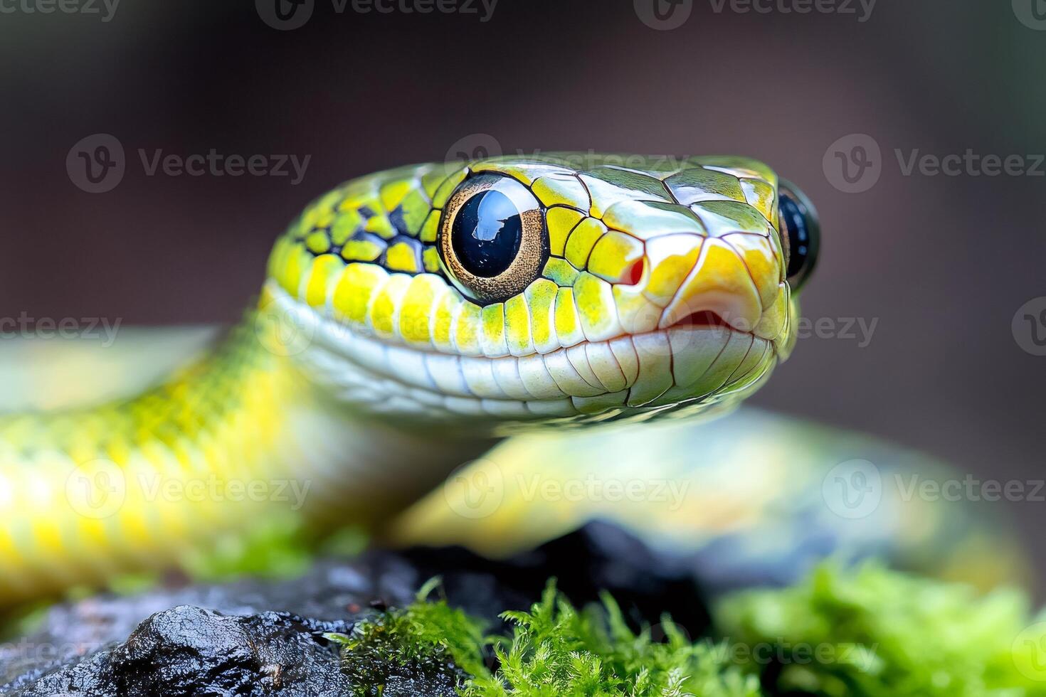 Green snake resting on a rock covered with moss photo