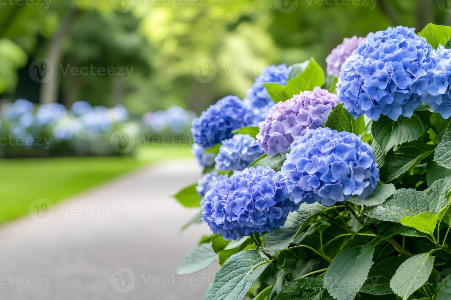 Blue and purple hydrangeas blooming in a park photo