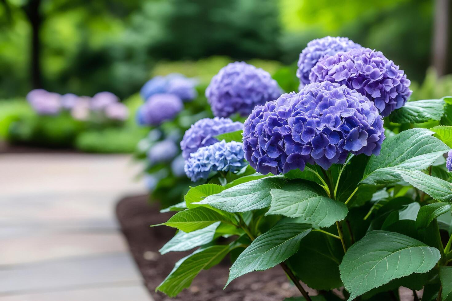 Beautiful purple hydrangeas growing in a garden by a path photo