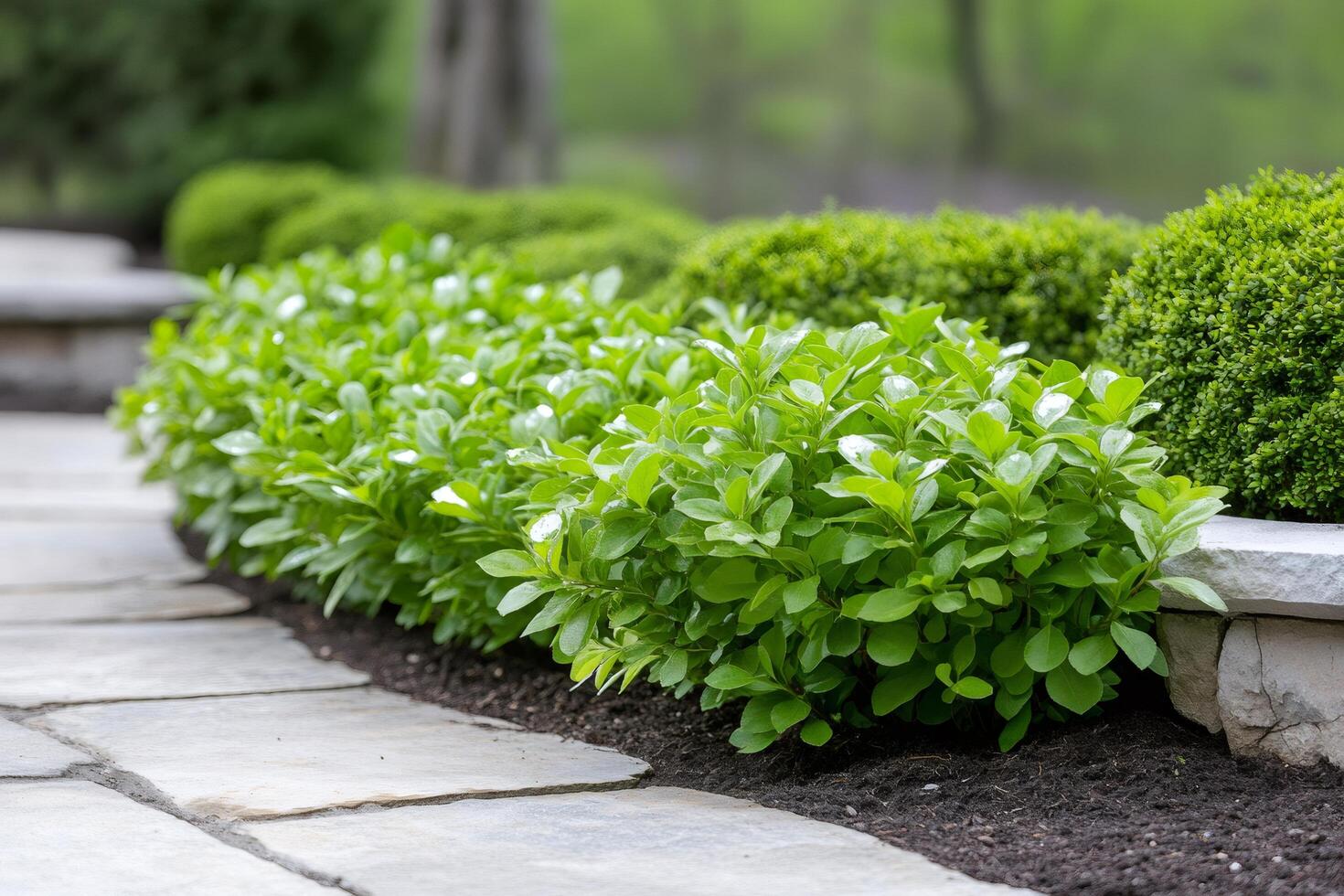 Lush green shrubs bordering a stone walkway in a formal garden photo