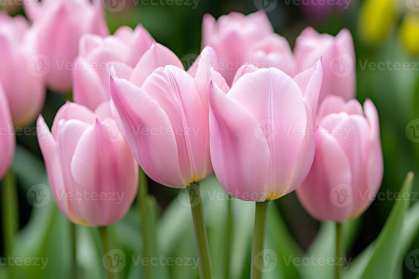 Pink tulips create a beautiful floral background in a spring garden photo