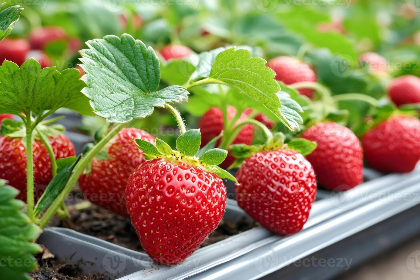 Ripe strawberries growing in greenhouse waiting for harvest photo