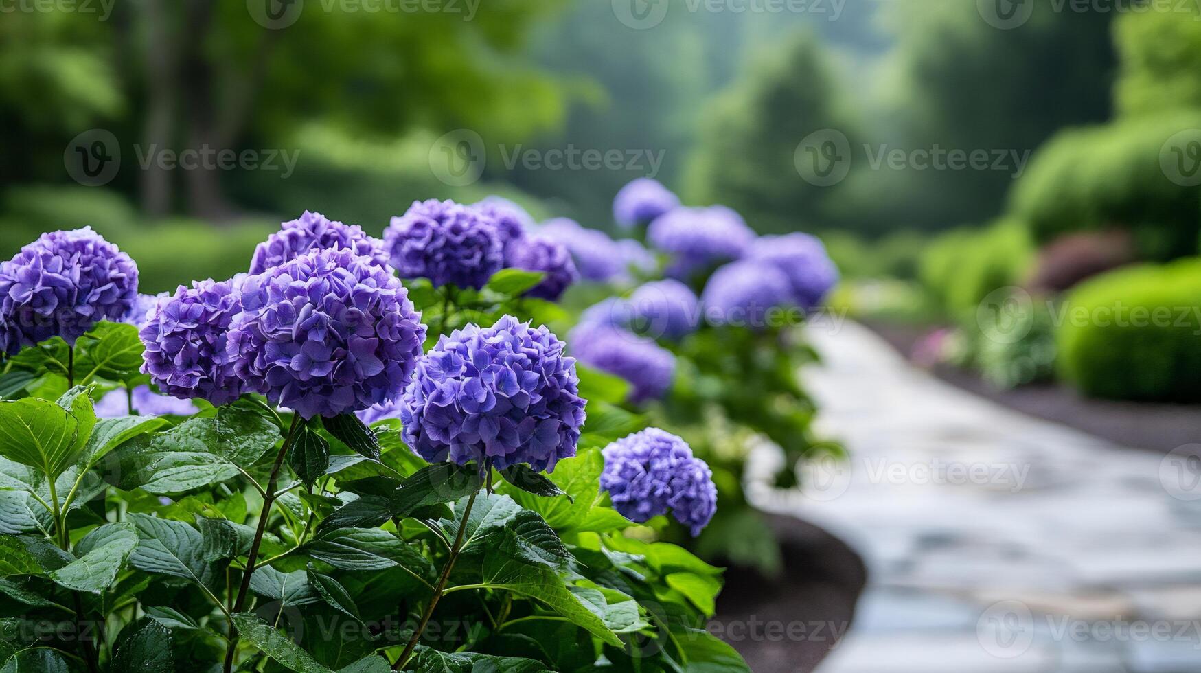 Purple hydrangeas growing along garden path photo