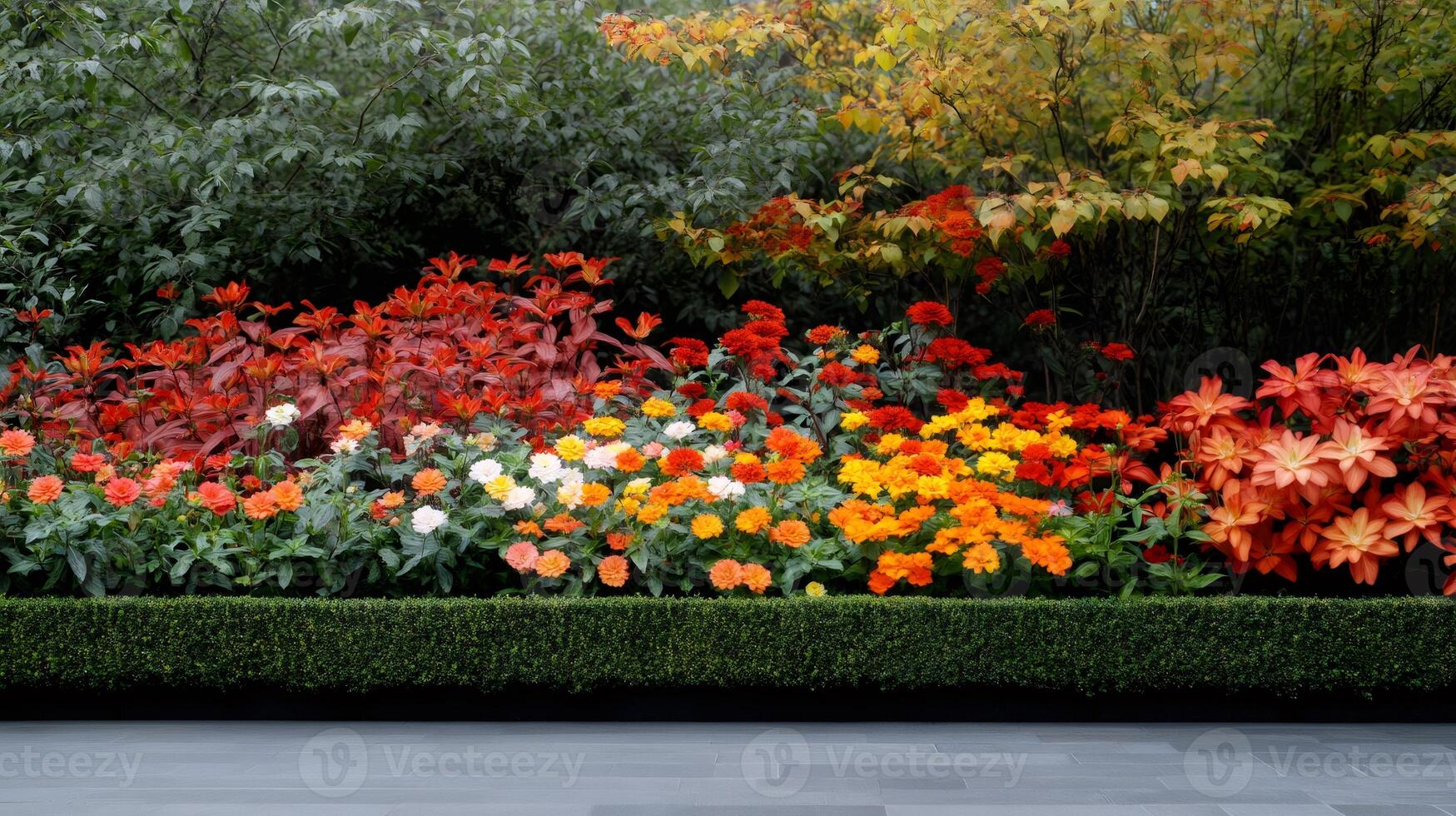 Colorful dahlia flowers growing in a garden with boxwood hedge photo