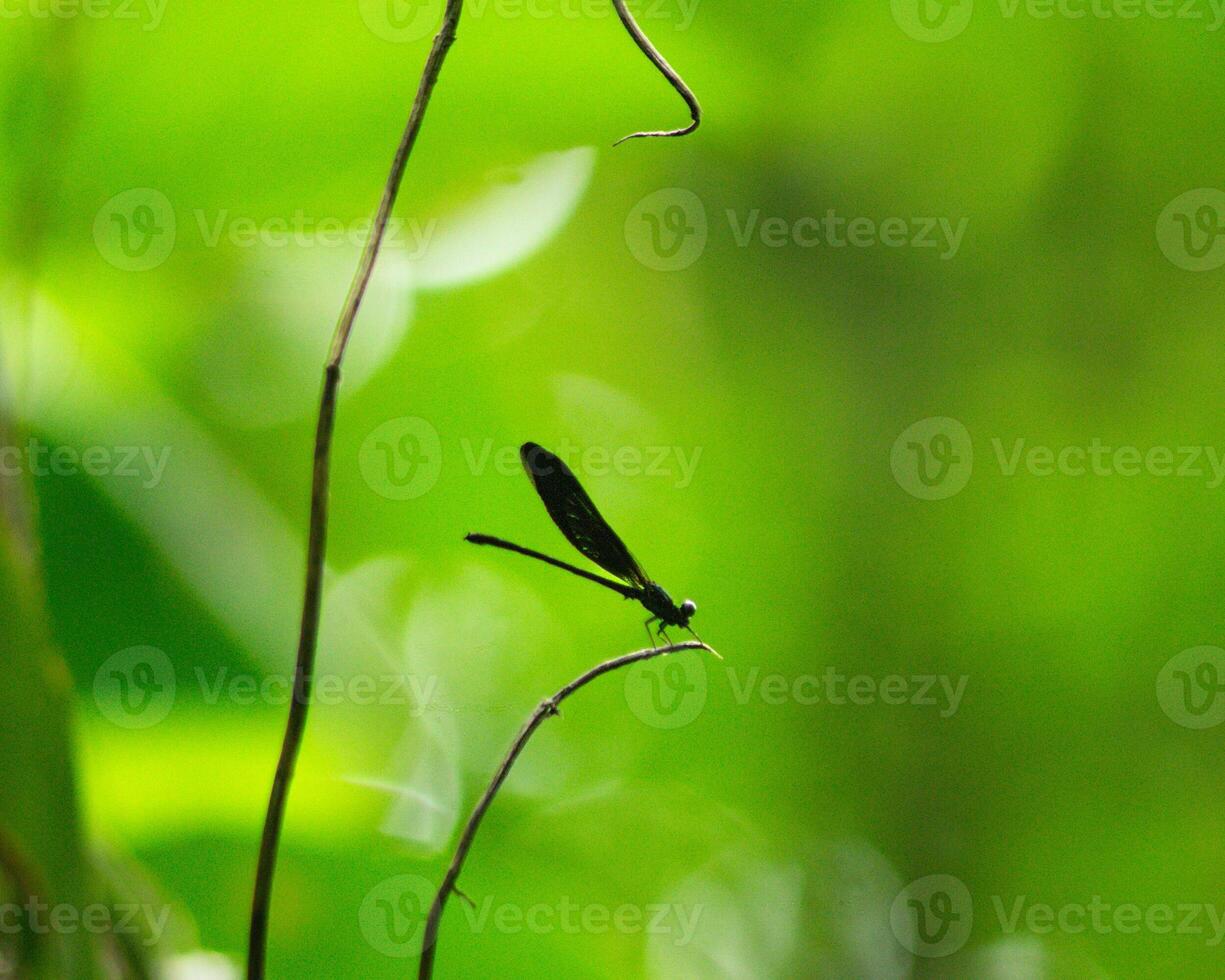 A dragonfly on a branch in the forest with green macro background photo