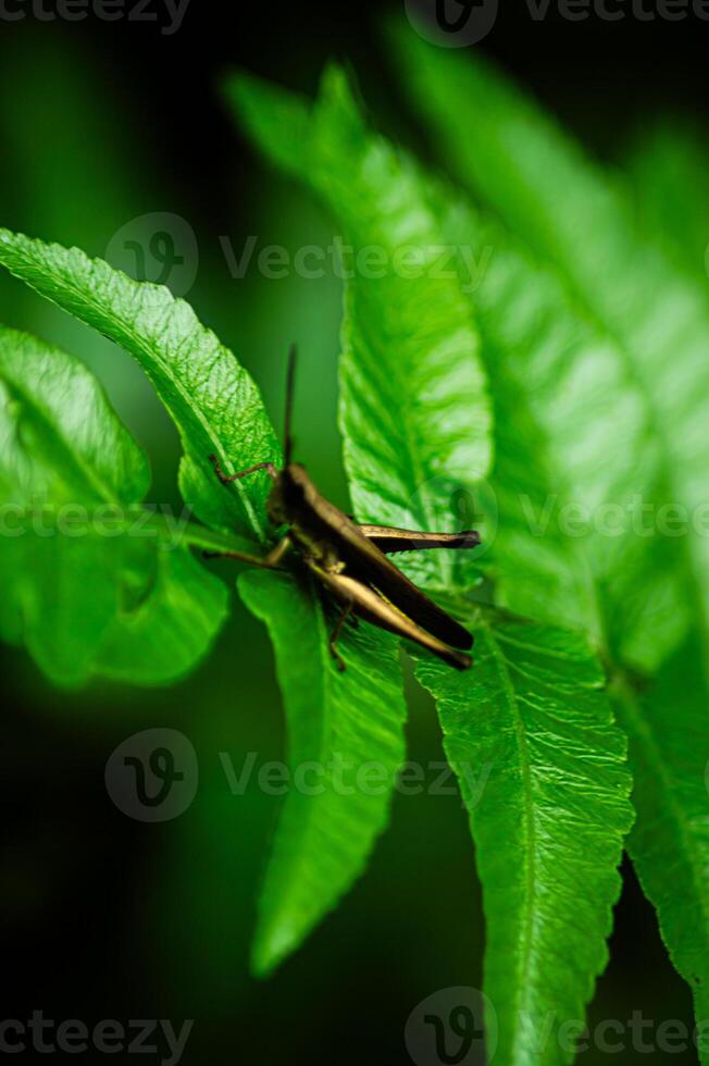 Grasshopper on a green fern leaf from side angle photo