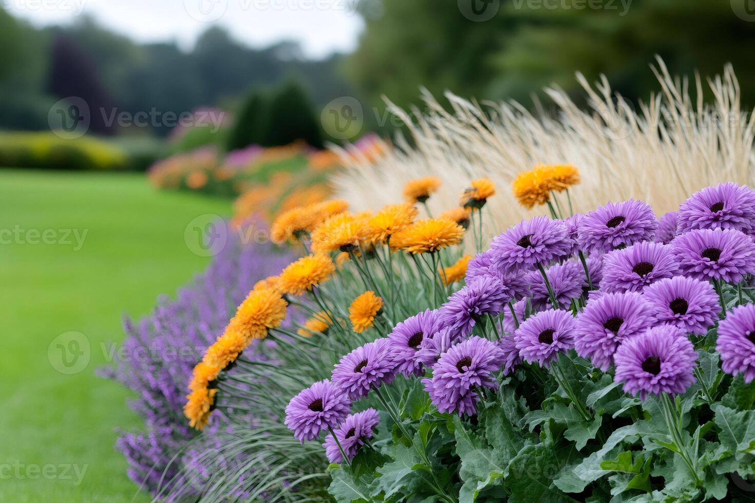 Colorful Brachyscome iberidifolia Swan River Daisy flowers growing in a garden photo