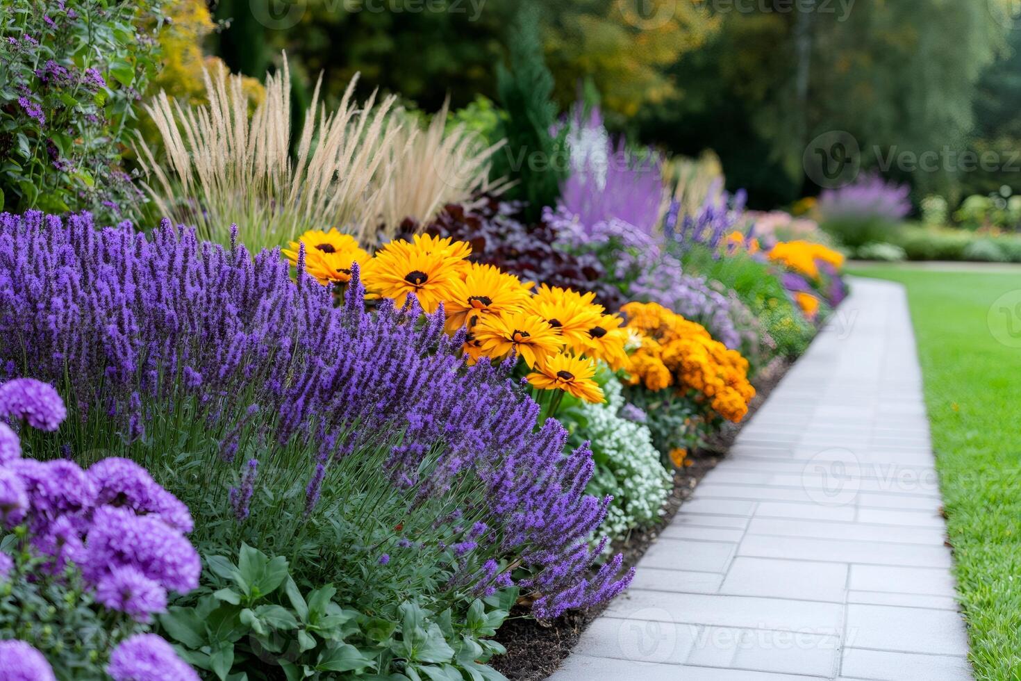 Lavender, rudbeckia and ornamental grasses growing in a flowerbed in the park photo