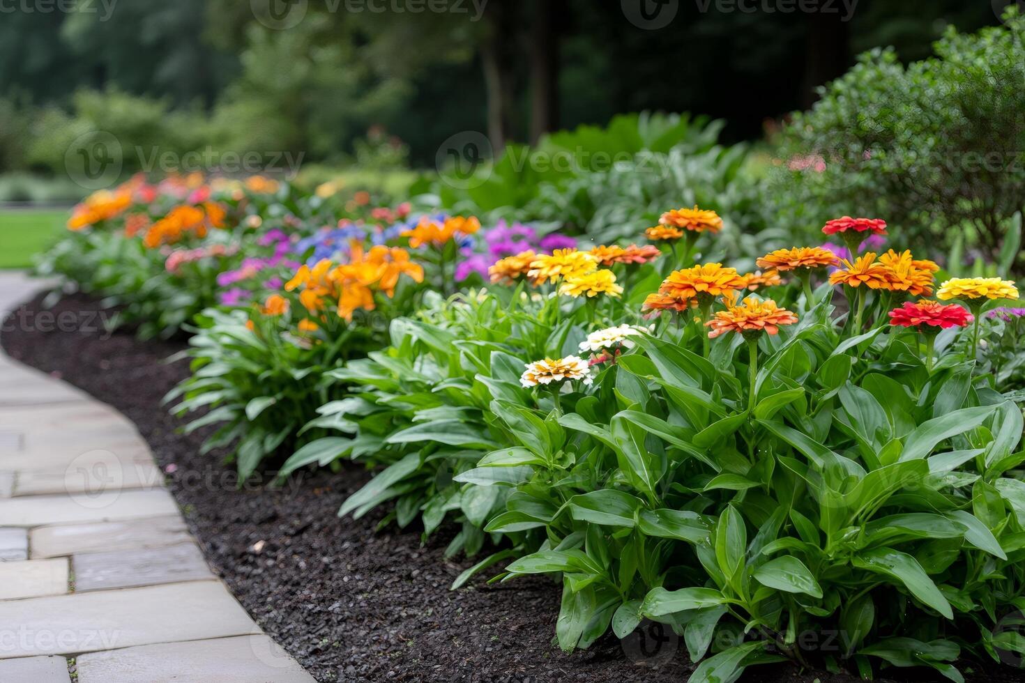 Colorful zinnia elegans bringing vibrant hues to a garden landscape photo
