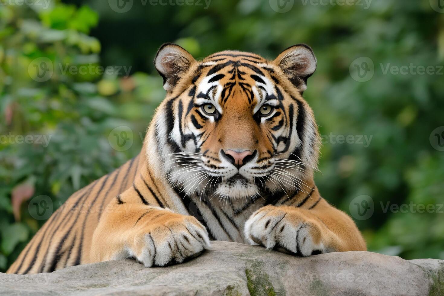 Sumatran tiger resting its paws on a rock, staring intensely photo
