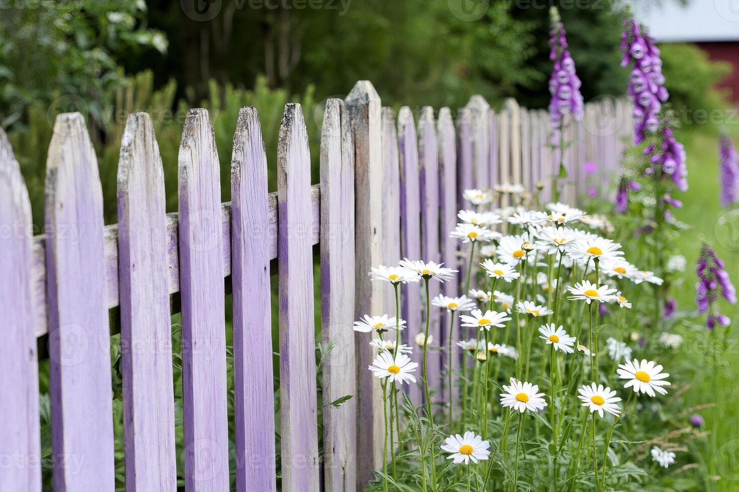 White daisies growing by a purple picket fence in a garden photo