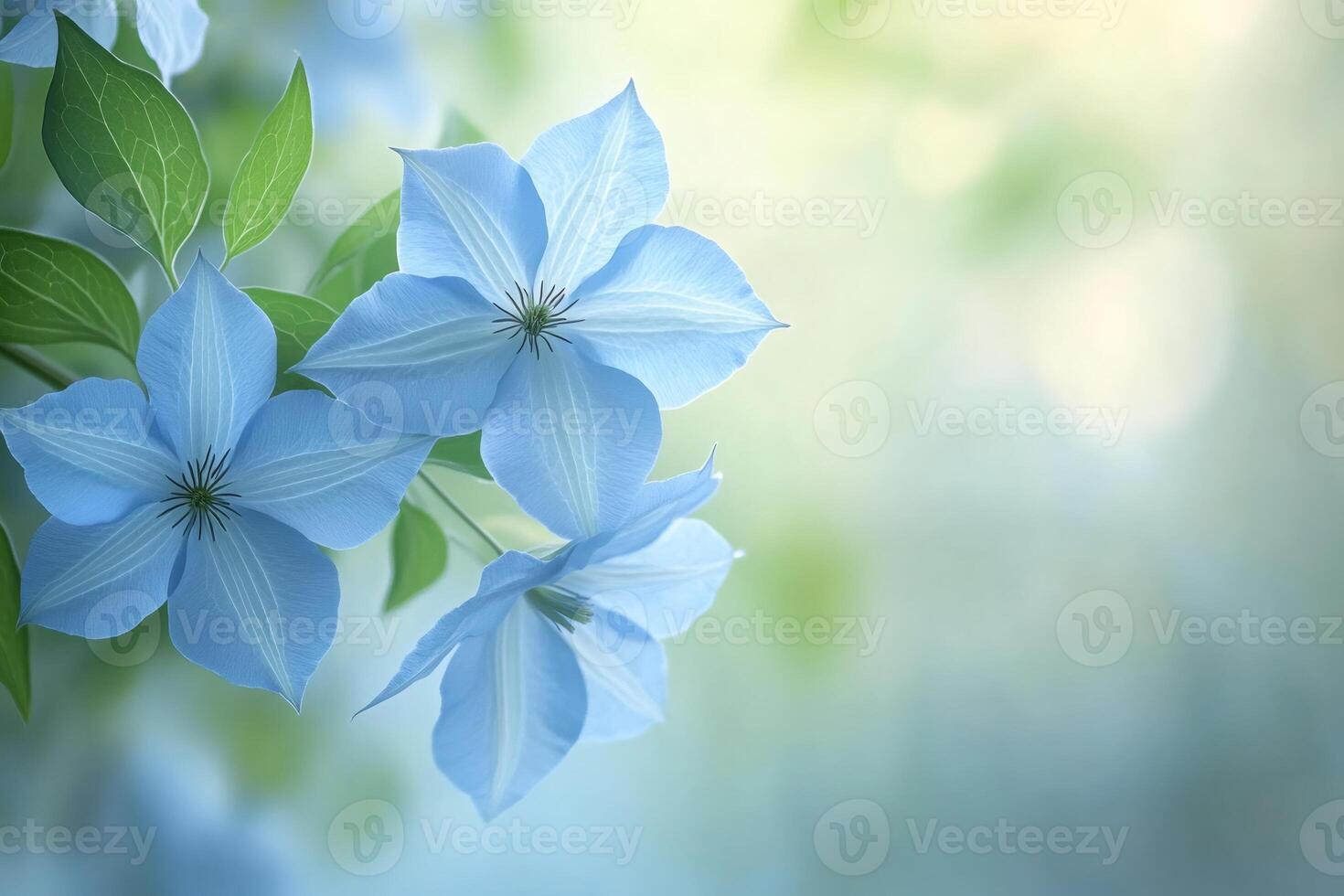 Beautiful light blue clematis flowers are growing in a spring garden photo