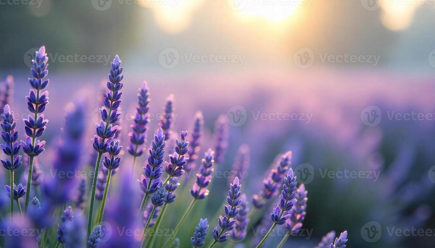 Lavender flowers in the sun at sunset photo