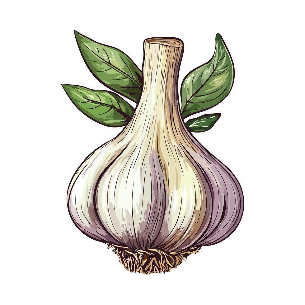 Garlic Bulb With Green Leaves vector