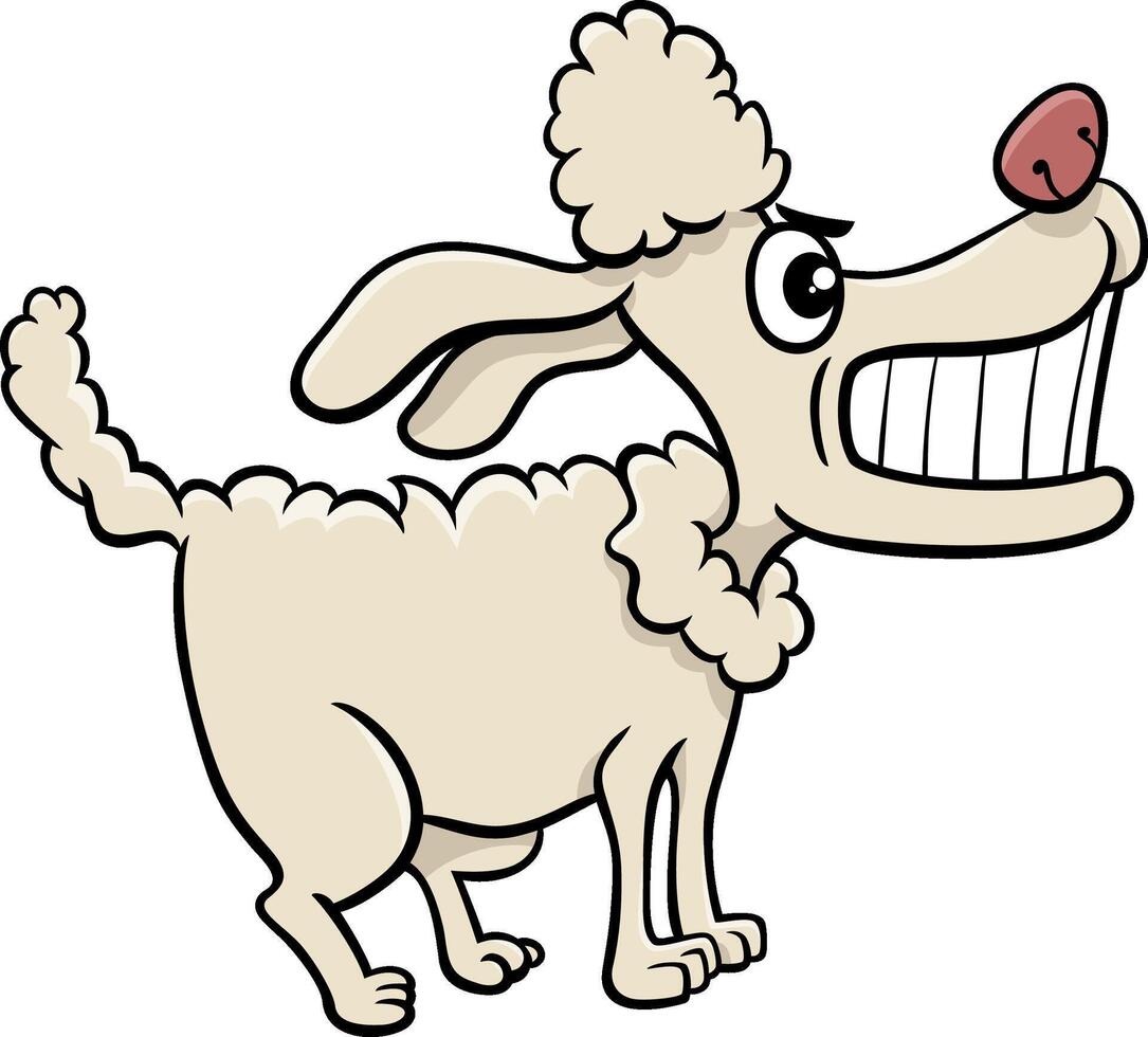 funny cartoon angry poodle purebred dog vector