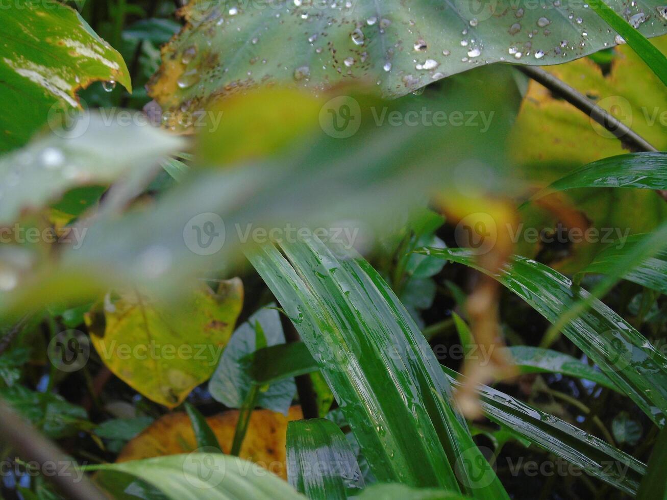 Raindrops on the leaves of a plant photo