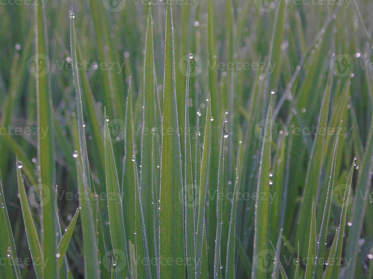 A close up of a field of grass with water droplets on it photo