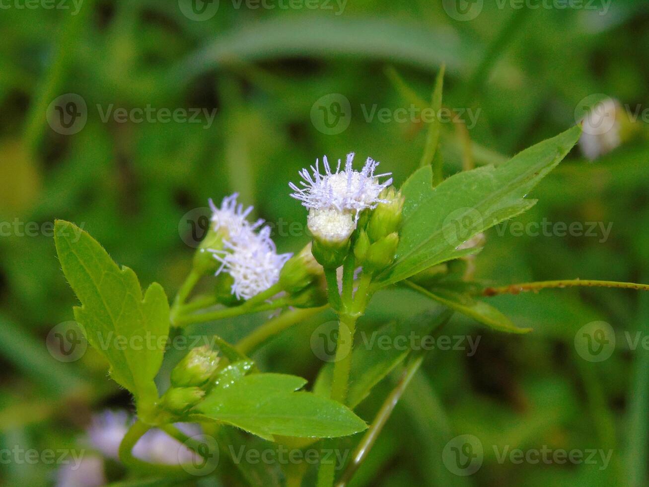 A small flower with white petals and tiny white stamens photo