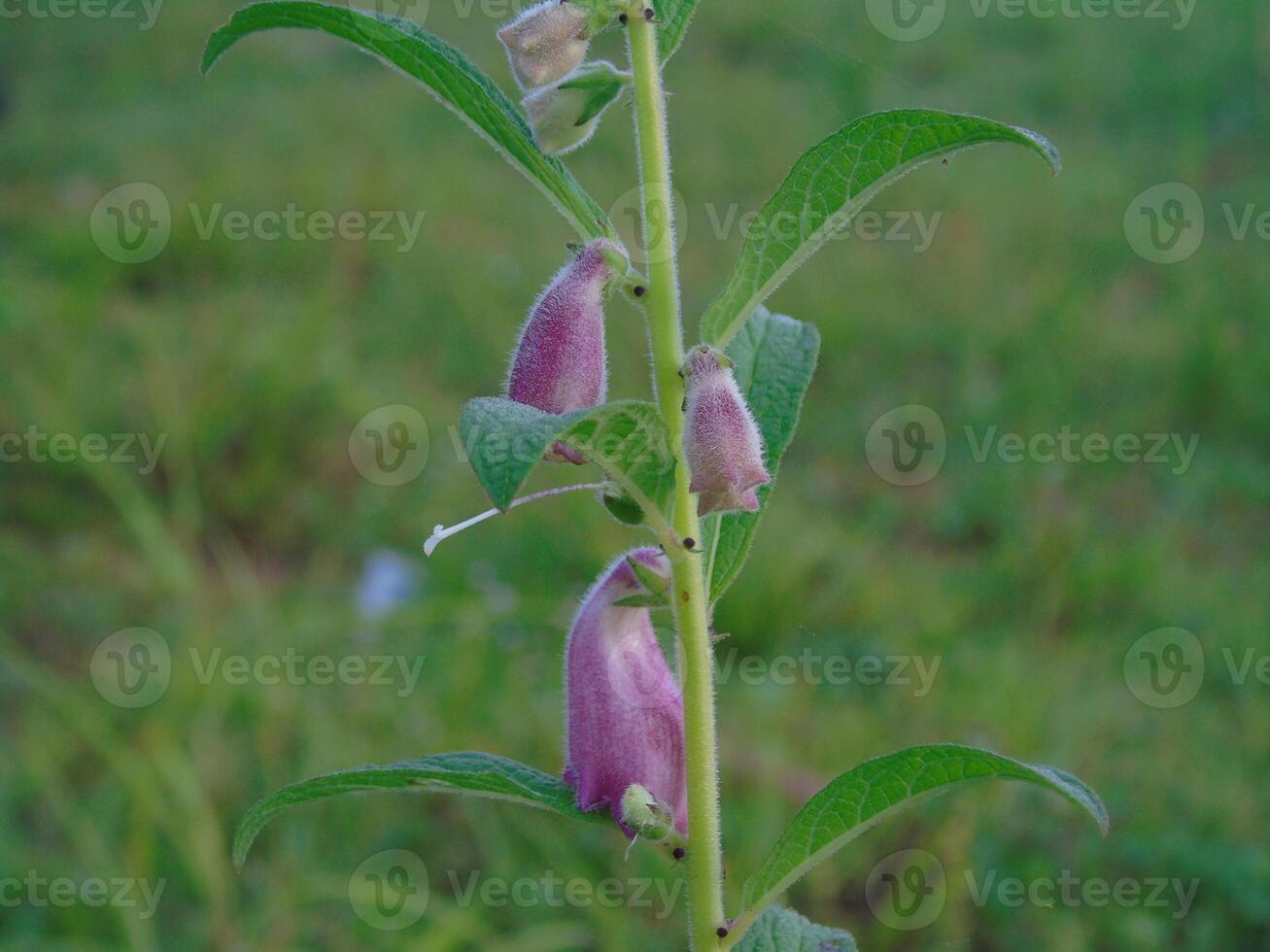 A plant with purple flowers in the grass photo