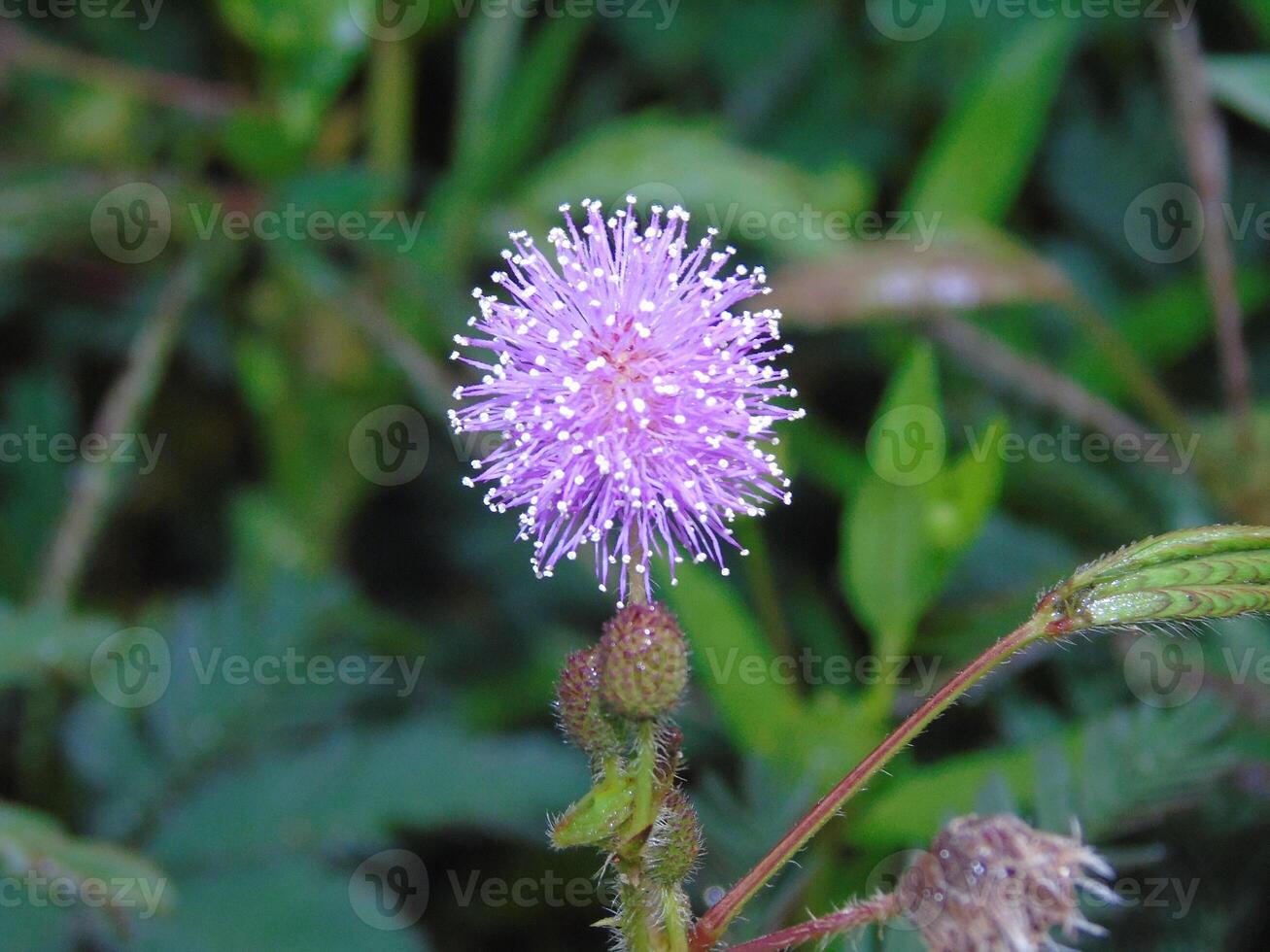 A purple flower with small white flowers photo