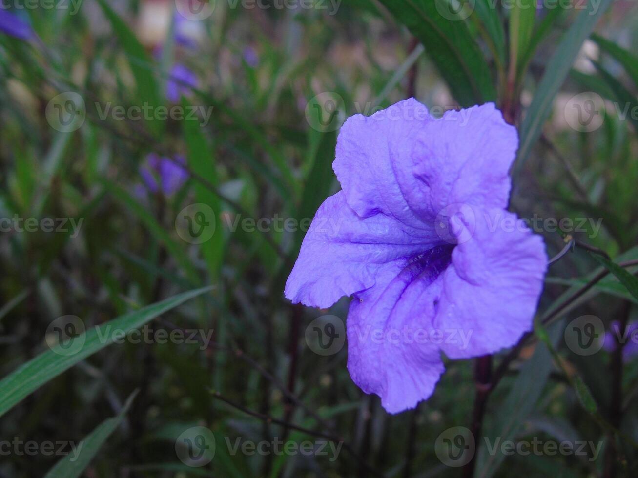 A purple flower is in the middle of some green grass photo