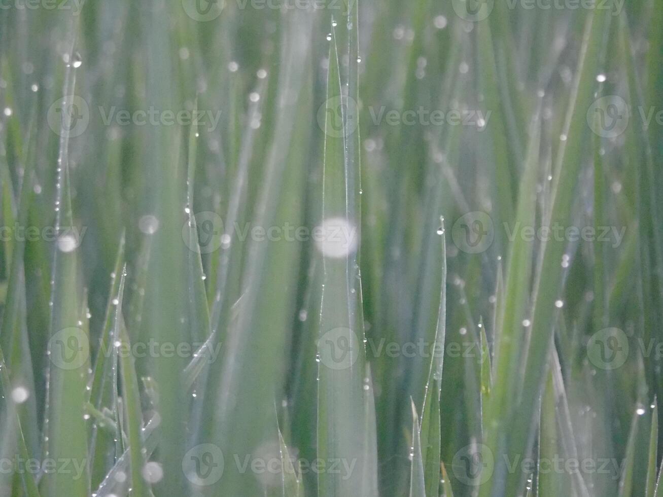 A close up of a field of grass with water droplets photo
