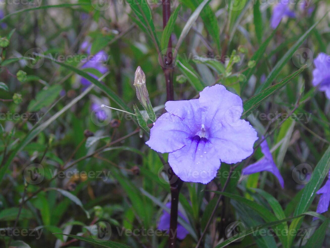 A purple flower is growing in the grass photo