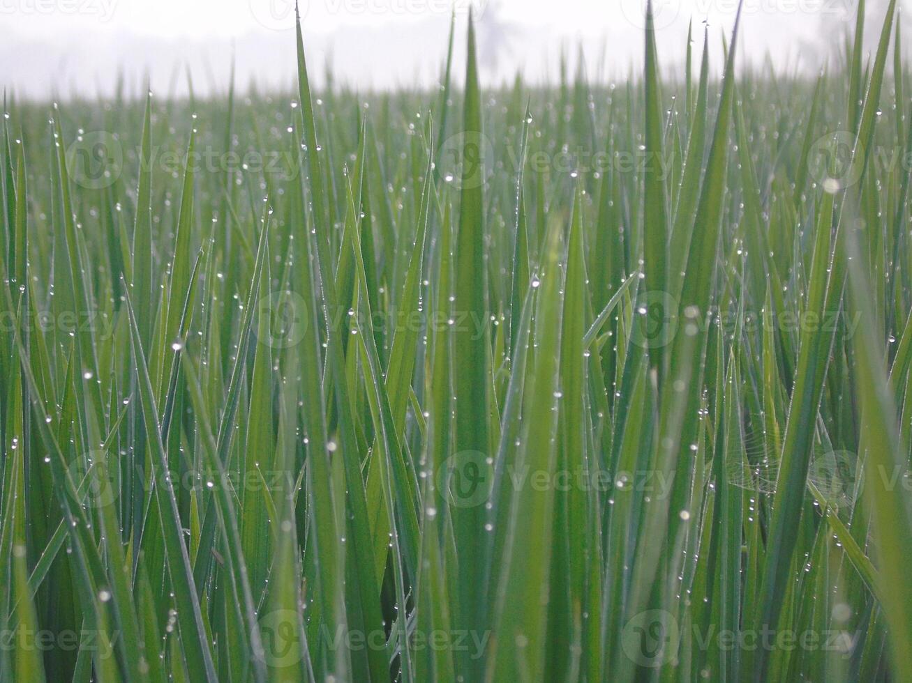A field of tall grass with water droplets on it photo