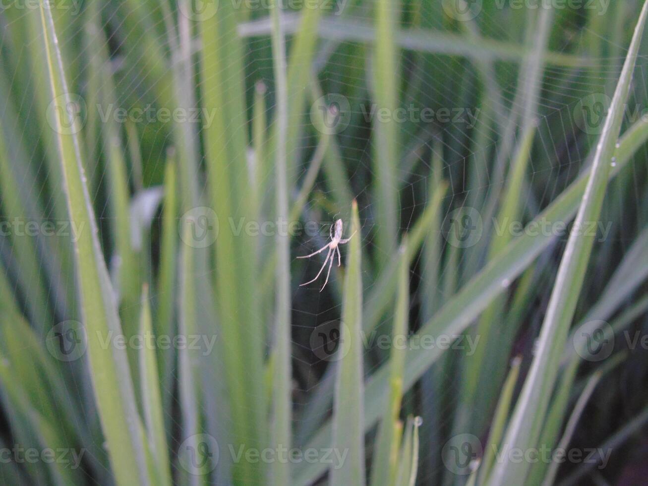 A spider is sitting on a web in the grass photo