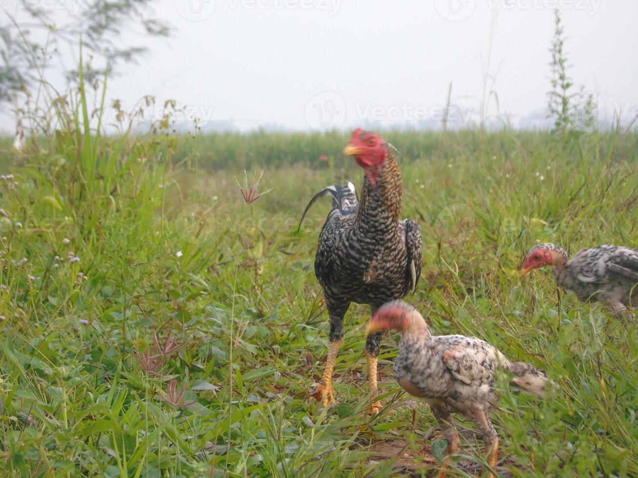 A group of chickens in a field photo