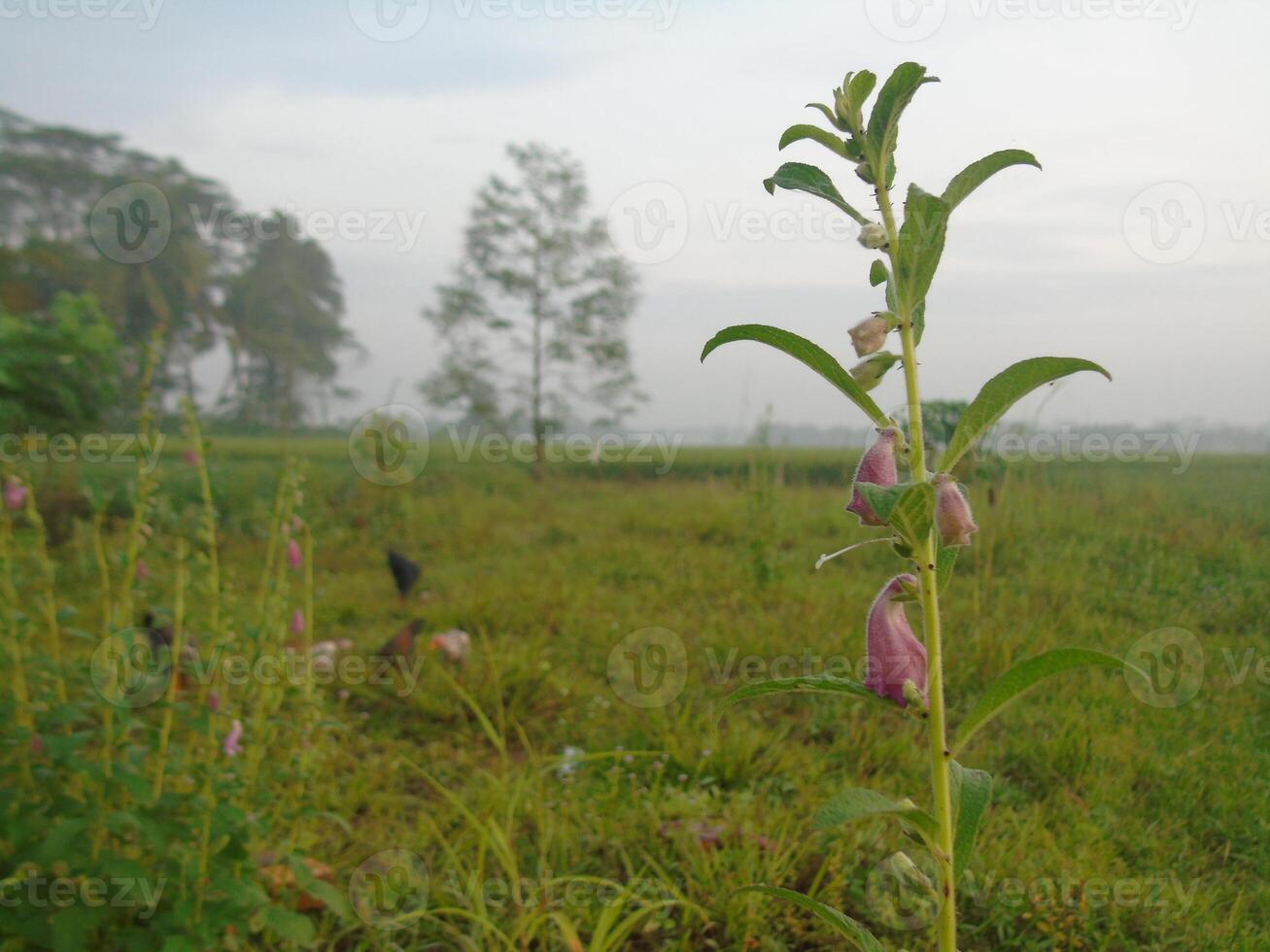 A flower growing in a field with a bird in the background photo