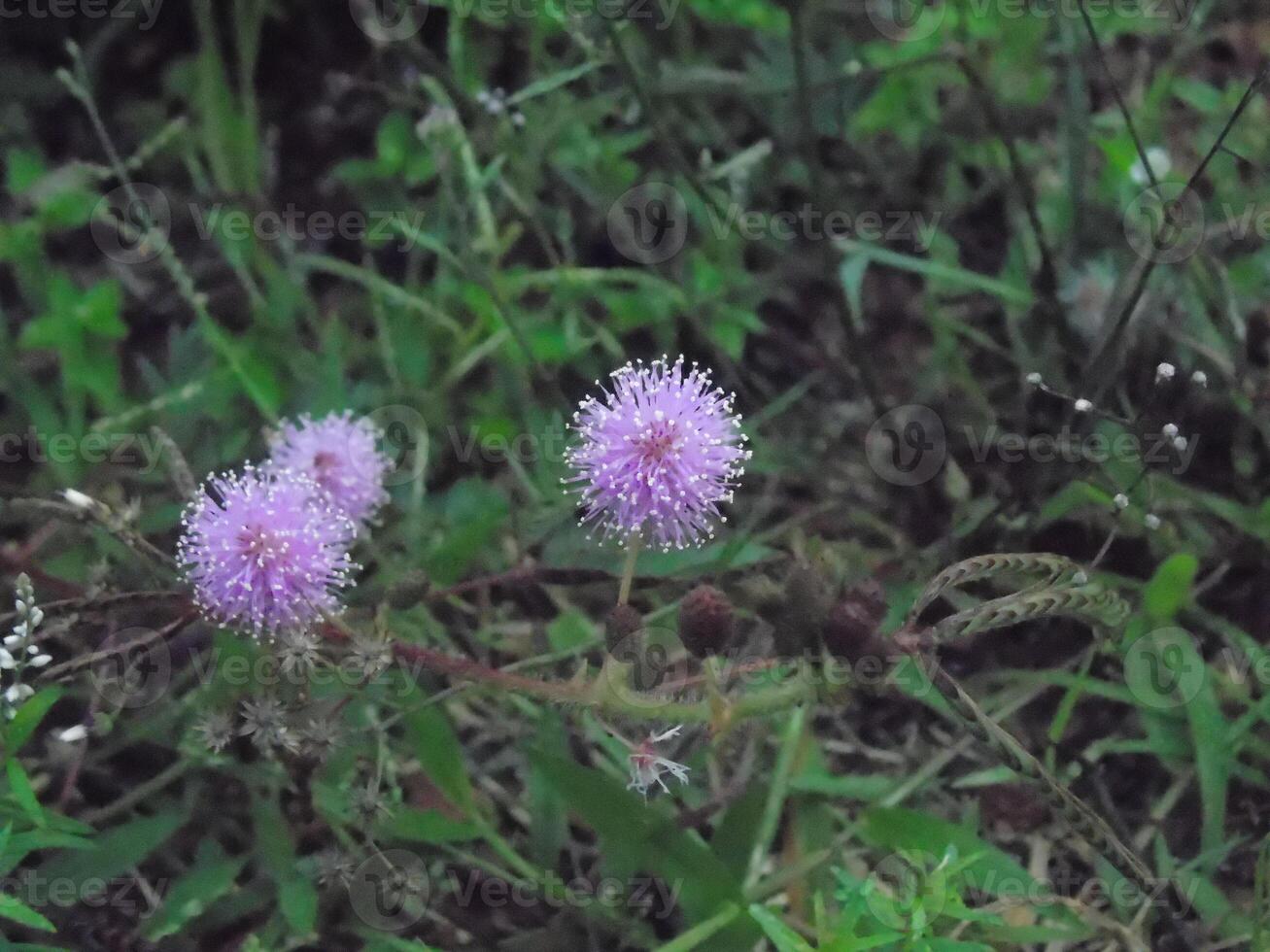 Two purple flowers are growing in the grass photo
