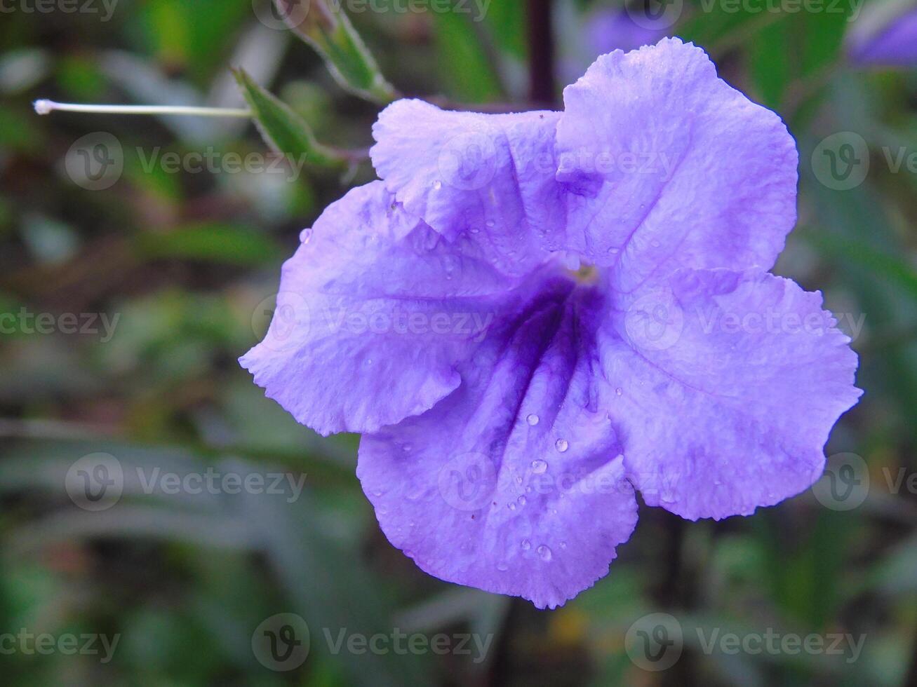 A purple flower with a green stem and leaves photo