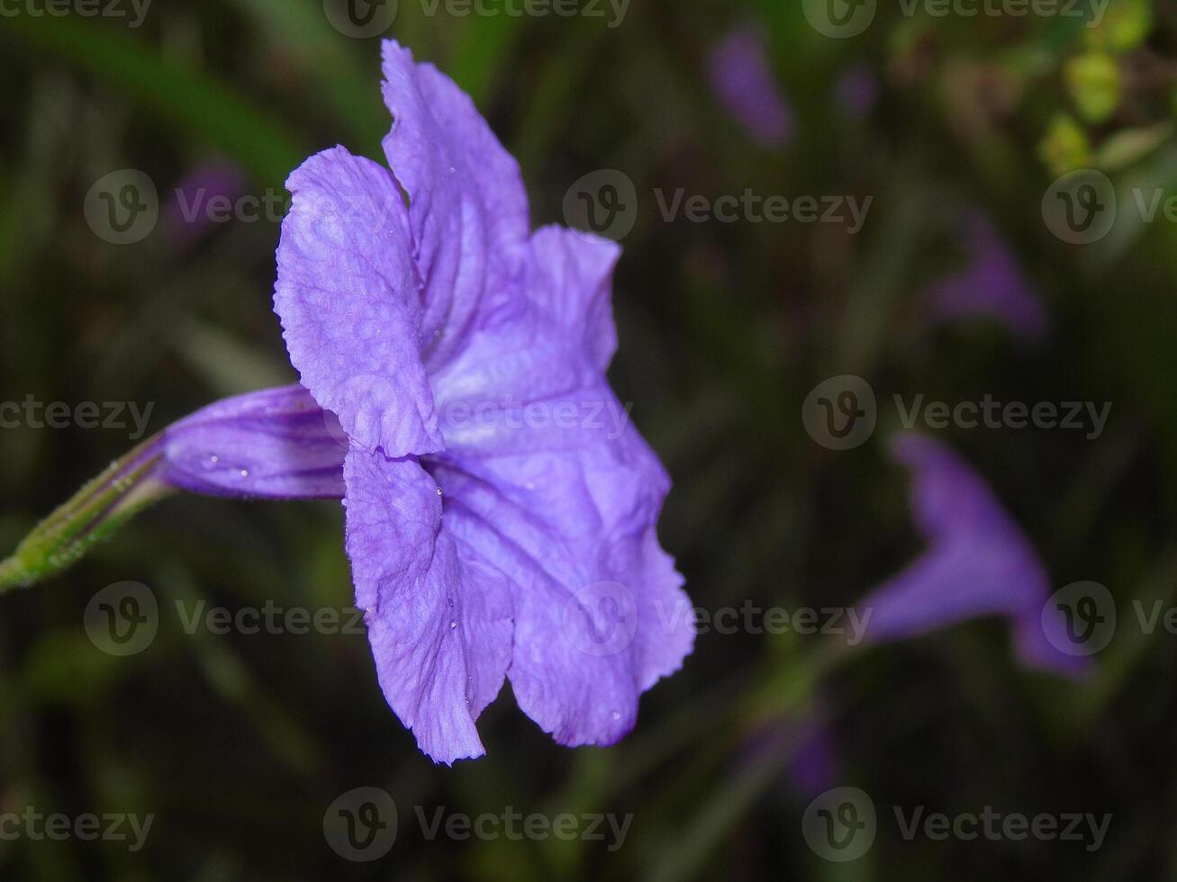 A purple flower with water droplets on it photo