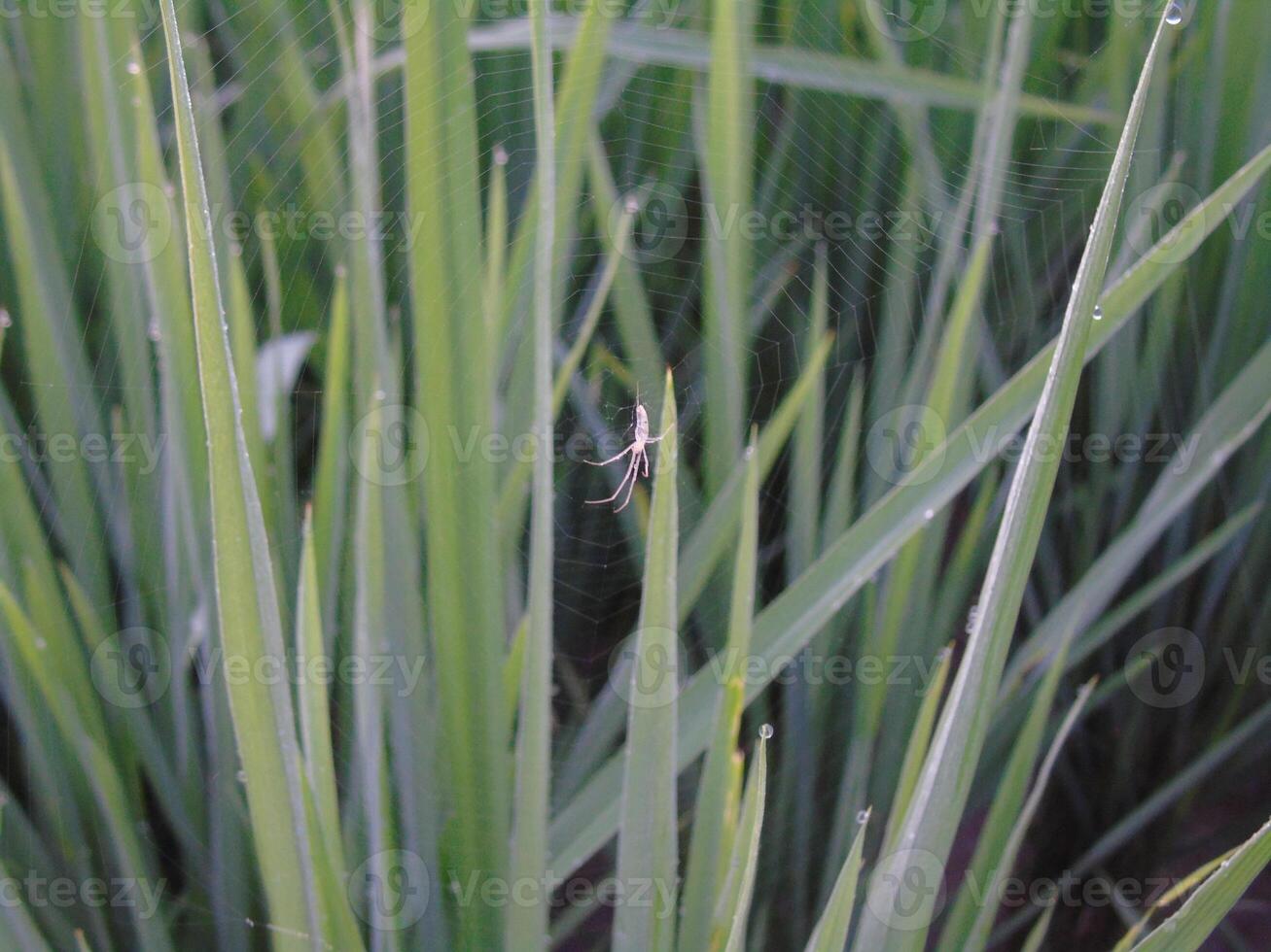 A spider is sitting on a plant in the grass photo