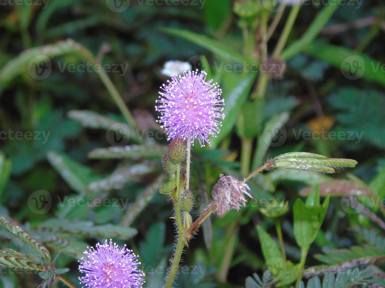 A purple flower with green leaves and stems photo