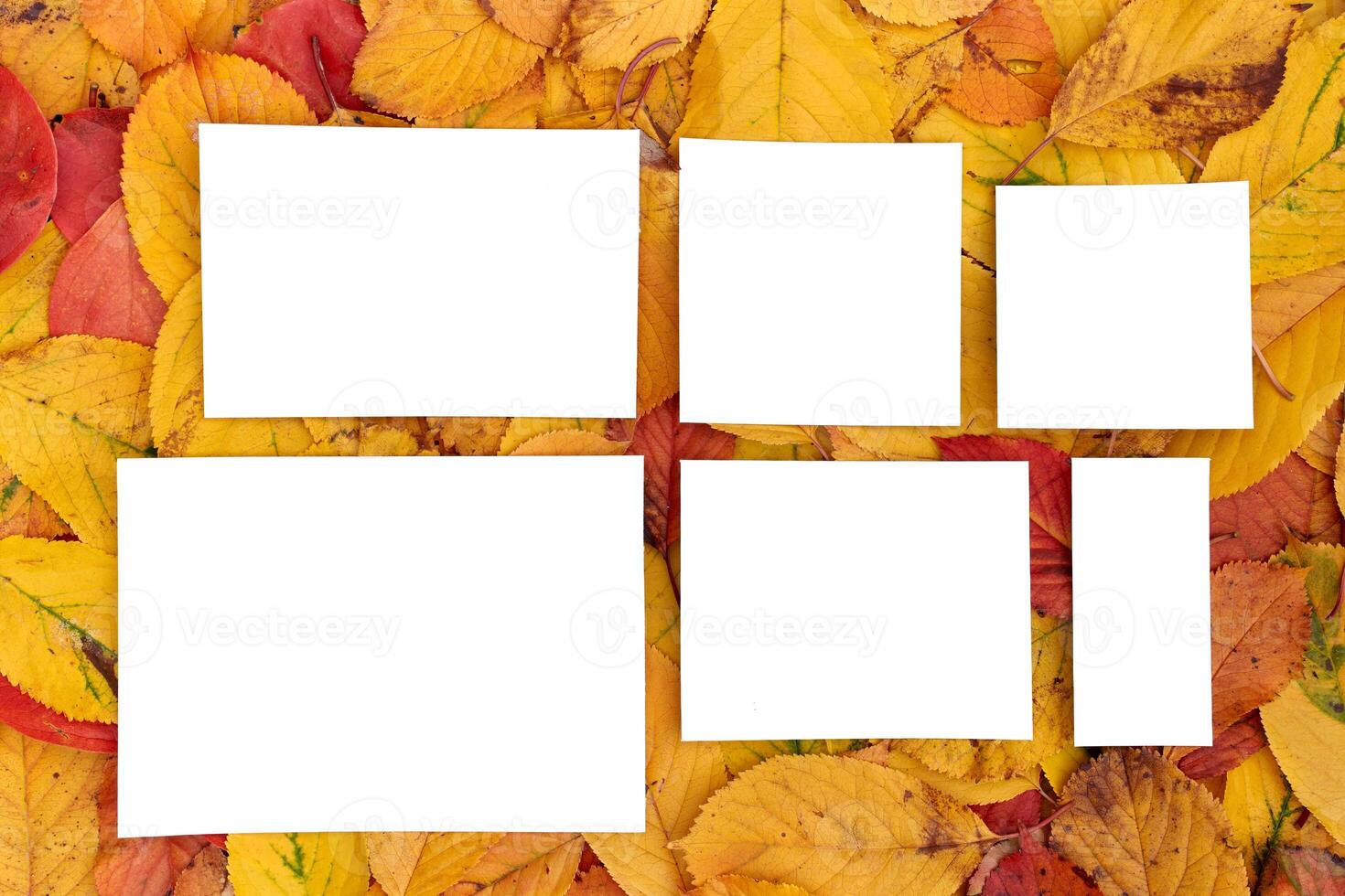 White blank frames lie on the background of yellow and red autumn leaves photo