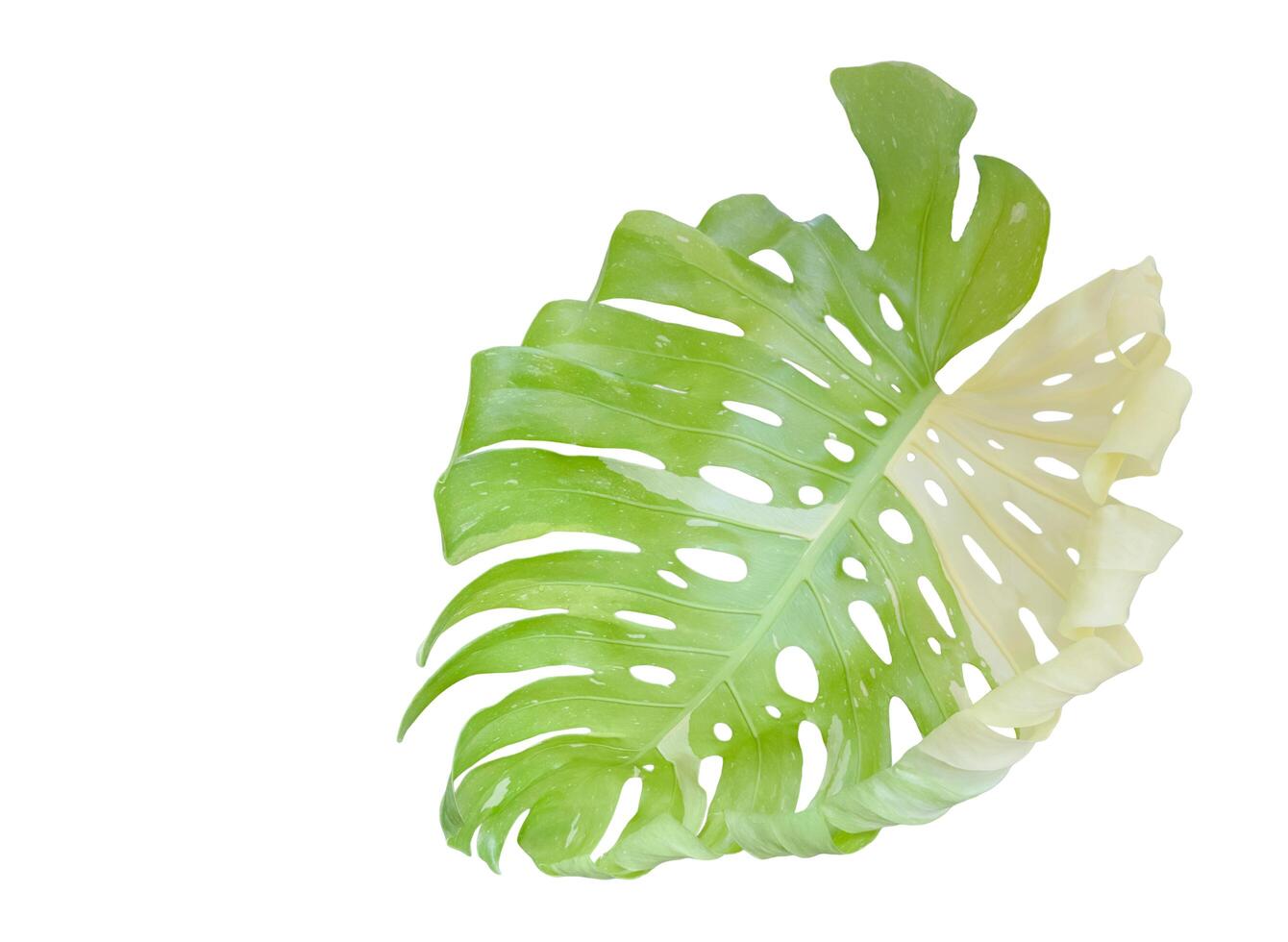 Cut out elephant ear leaf photo