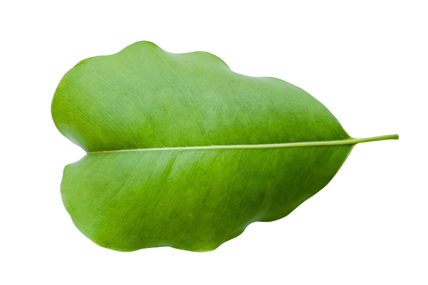 3. Cut out of bullet wood or Mimusops elengi leaves on white background photo