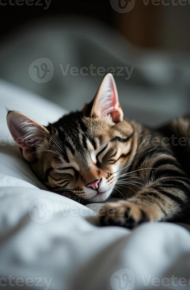 A cat sleeping on a bed photo