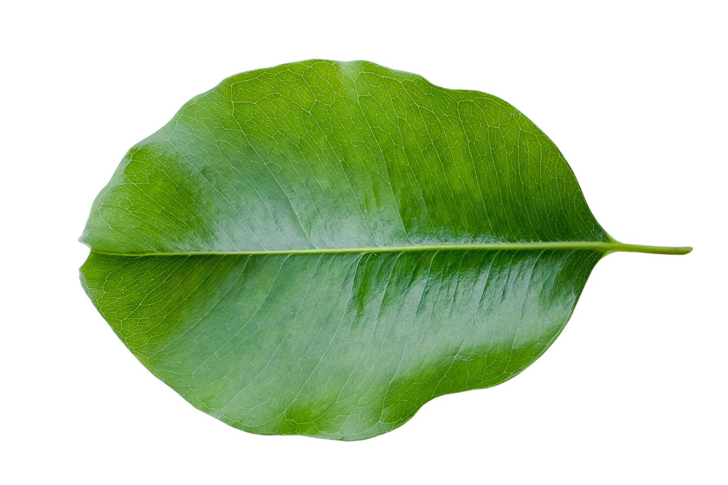 2. Cut out of bullet wood or Mimusops elengi leaves on white background photo