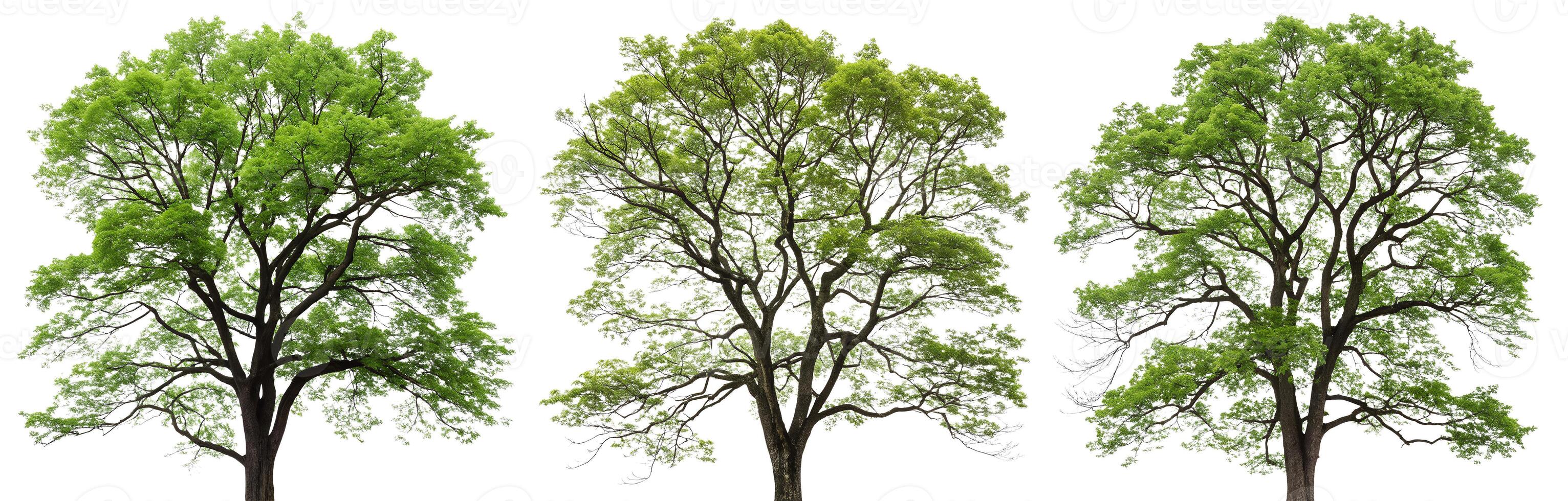 A set of green trees on a white background. photo