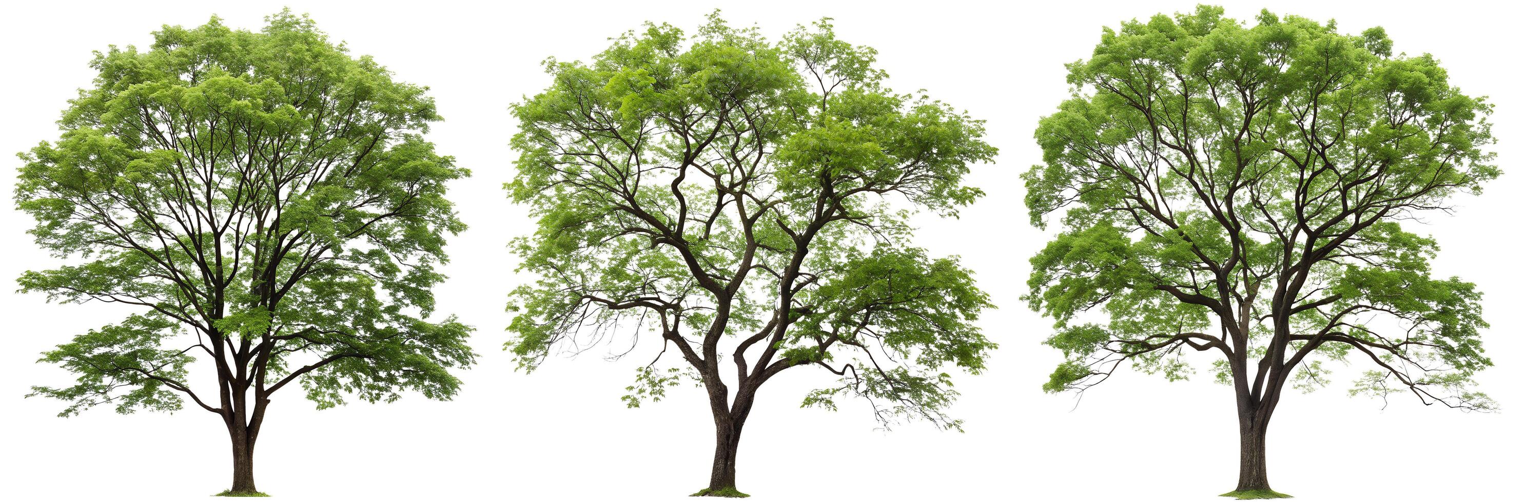 A set of green trees on a white backgroun photo