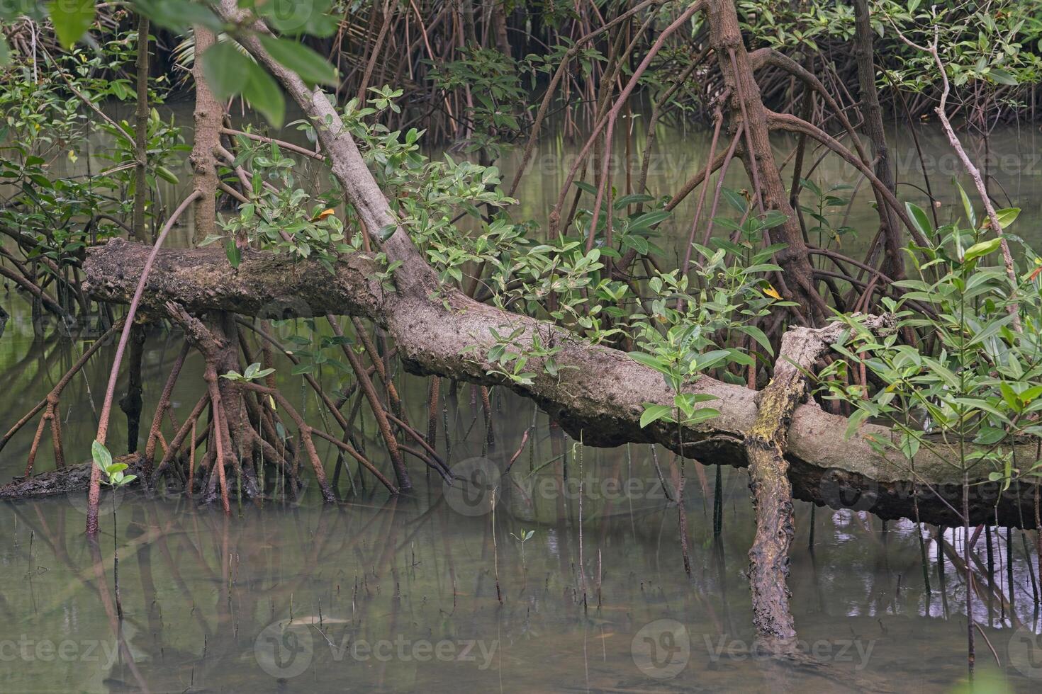 A section of a mangrove forest with flooded ground shows the roots of mangrove trees, fallen branches over the frame, and new green branches growing photo
