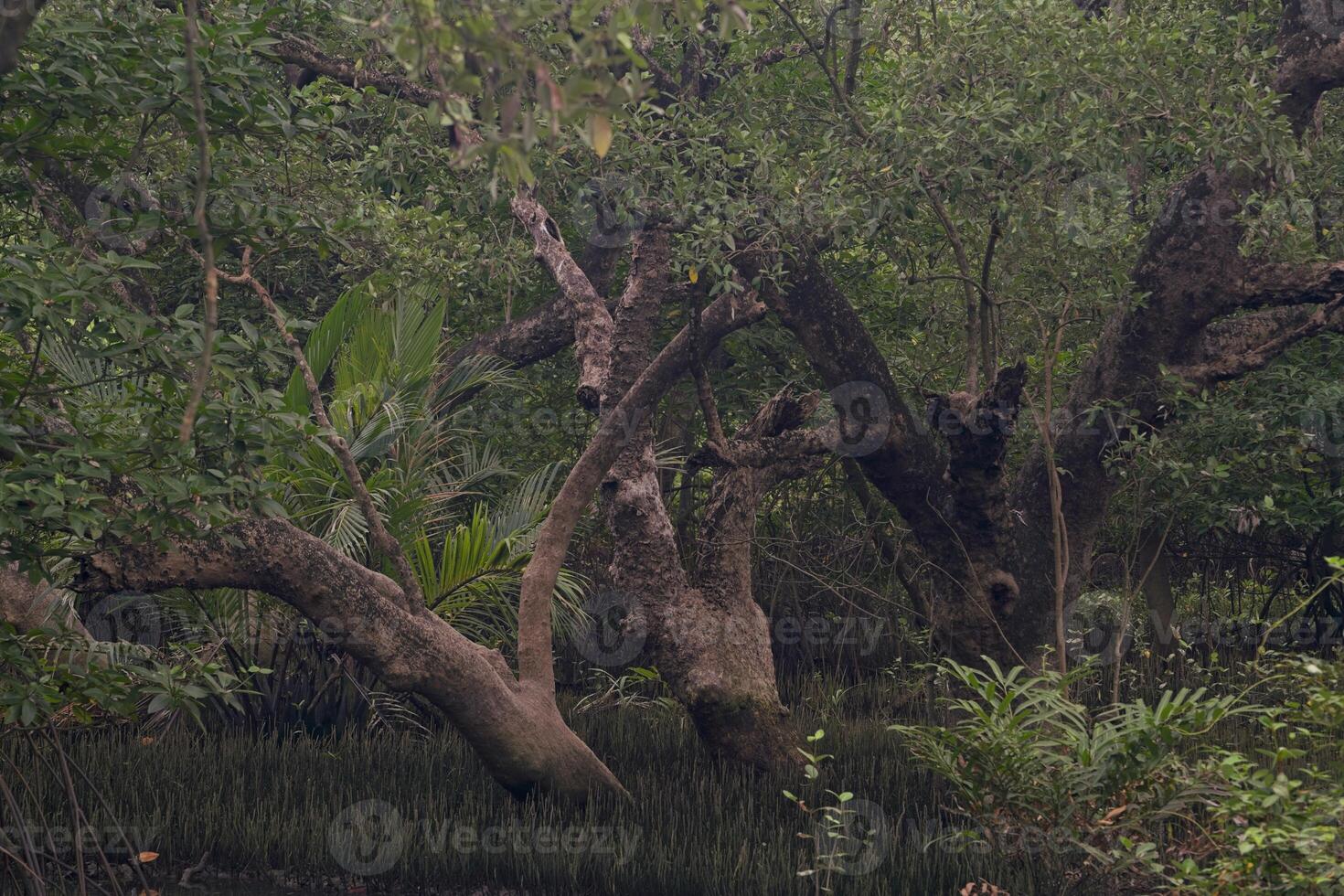 A dense and lush mangrove forest with patches of sunlight filtering through the leaves and onto the forest floor. Overall, this image represents a vibrant and thriving coastal ecosystem photo