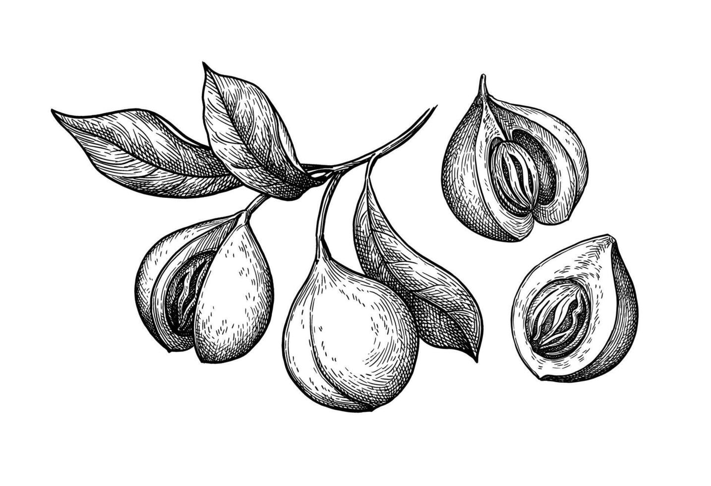 Nutmeg fruits. Myristica tree branch. Ink sketch isolated on white background. Hand drawn illustration. Vintage style. vector